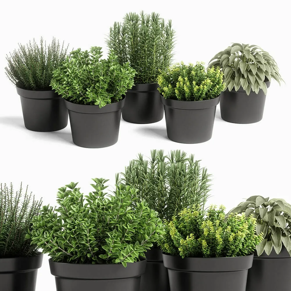 decoration – Plants set 05 3D Model