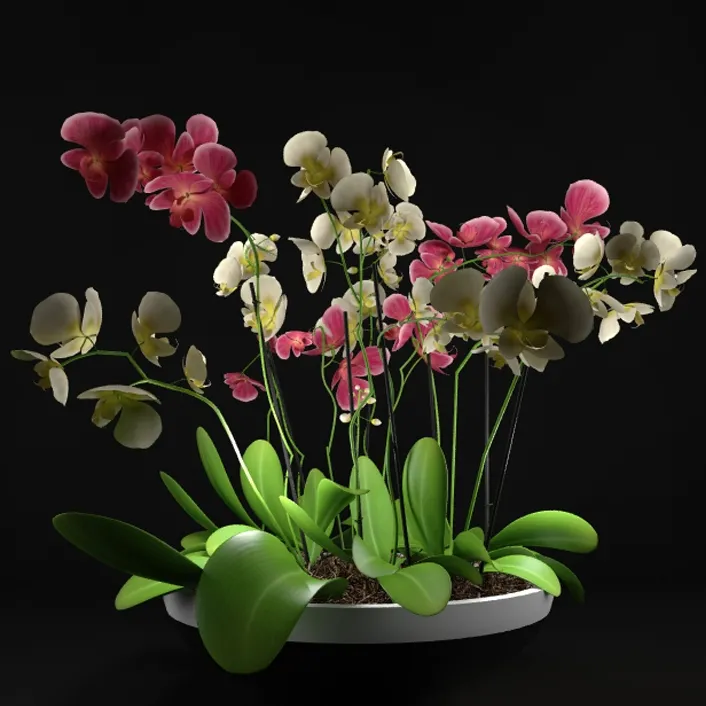 decoration – Plants set 07 3D Model