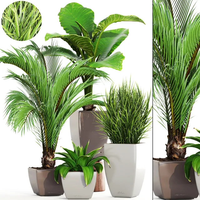 decoration – Plants set 133 3D Model