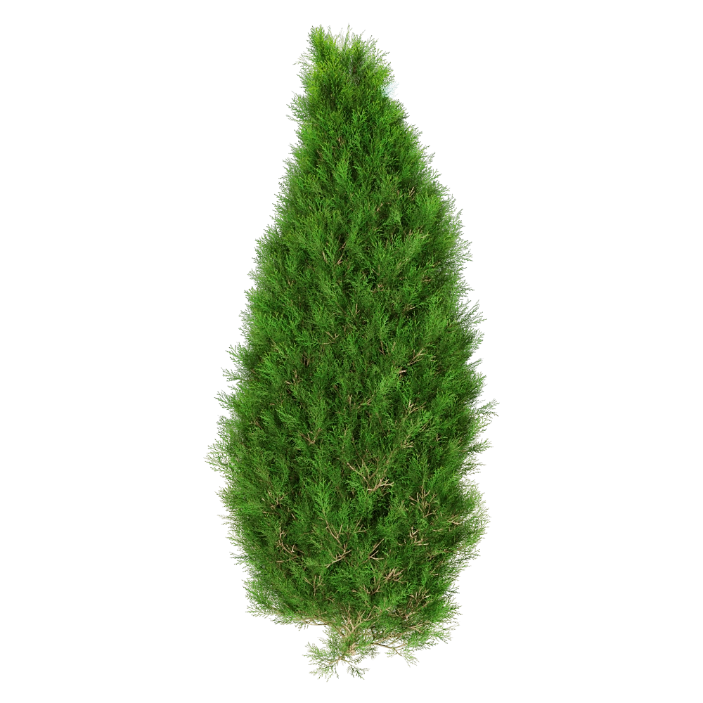 decoration – Platycladus Orientails 02 01 3D Model