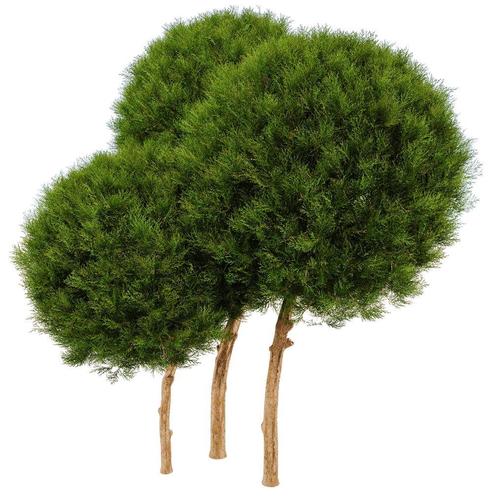 decoration – Platycladus Orientails 02 02 3D Model