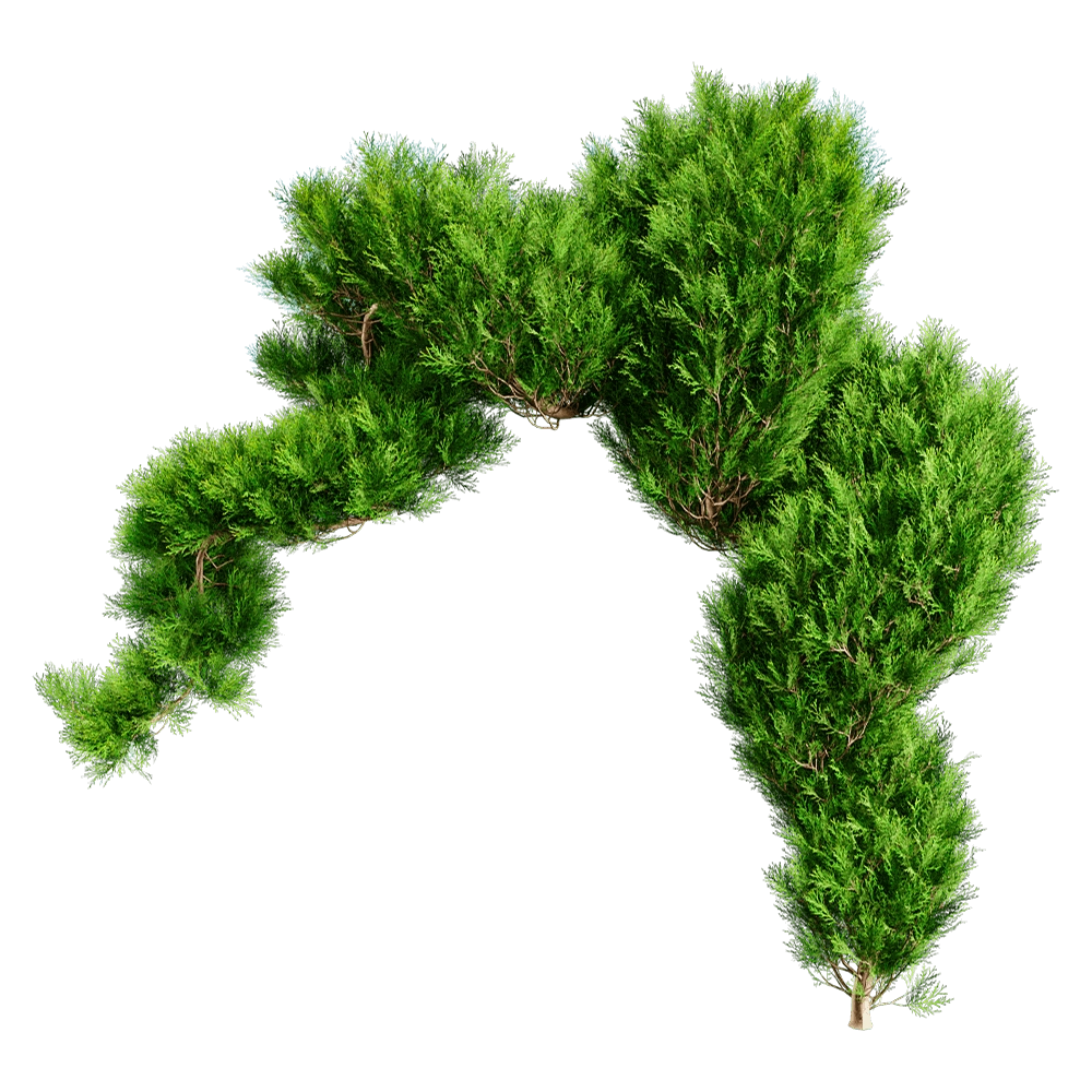 decoration – Platycladus Orientails 02 03 3D Model