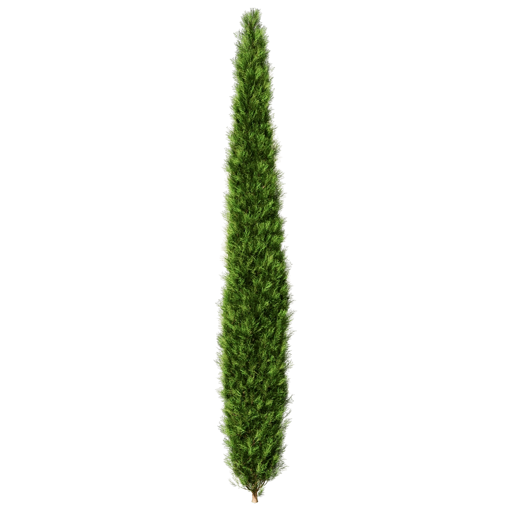 decoration – Platycladus Orientails 02 04 3D Model