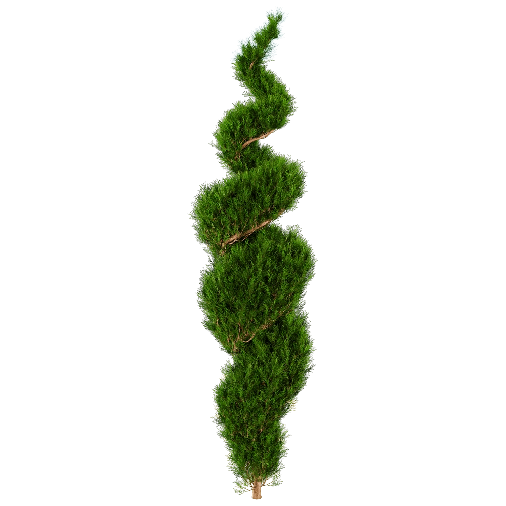 decoration – Platycladus Orientails 02 05 3D Model