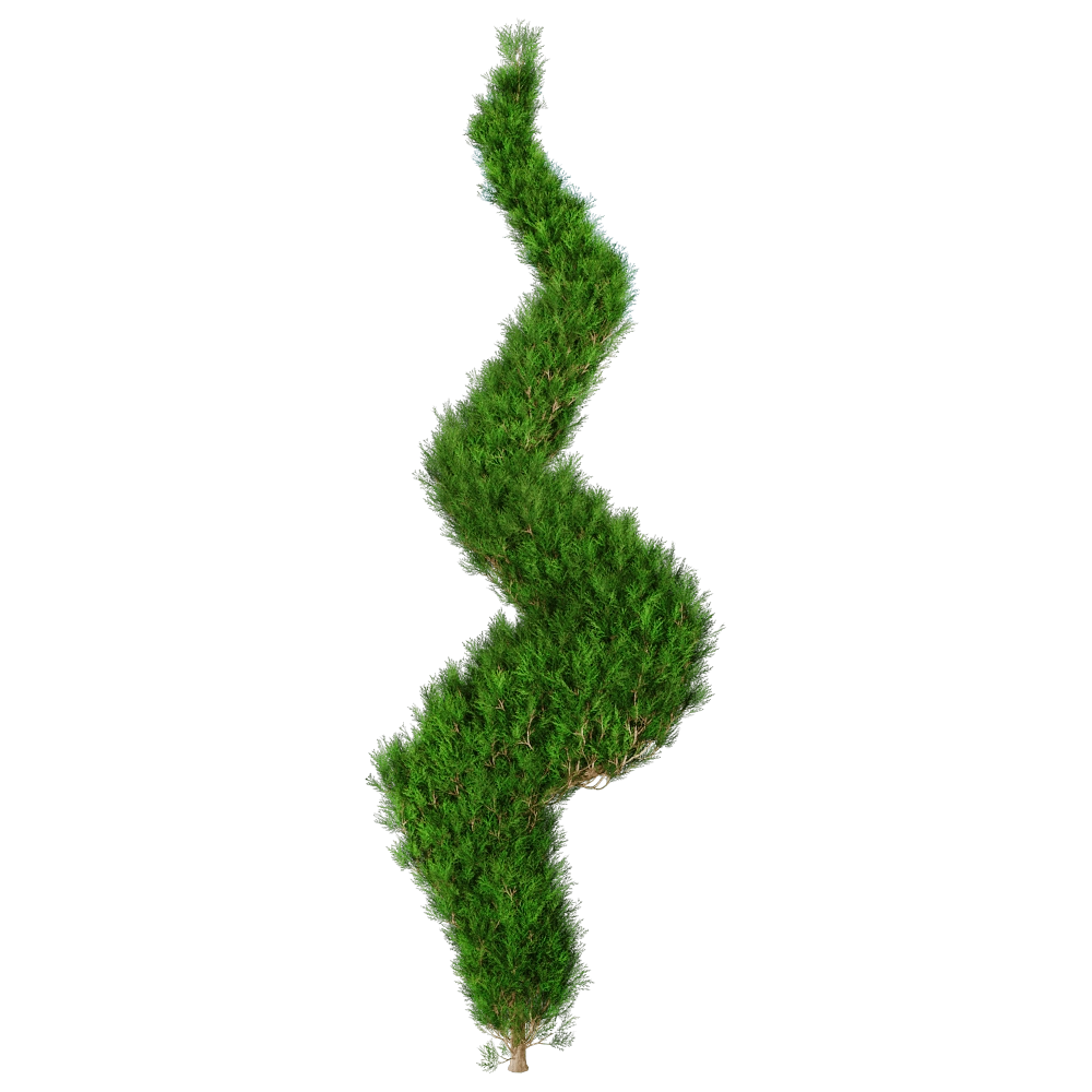 decoration – Platycladus Orientails 02 06 3D Model