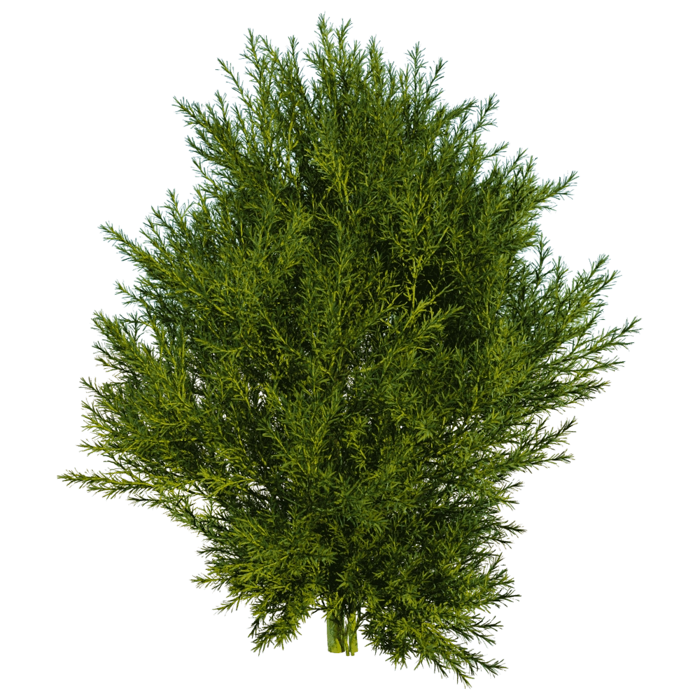 decoration – Platycladus Orientails 03 01 3D Model