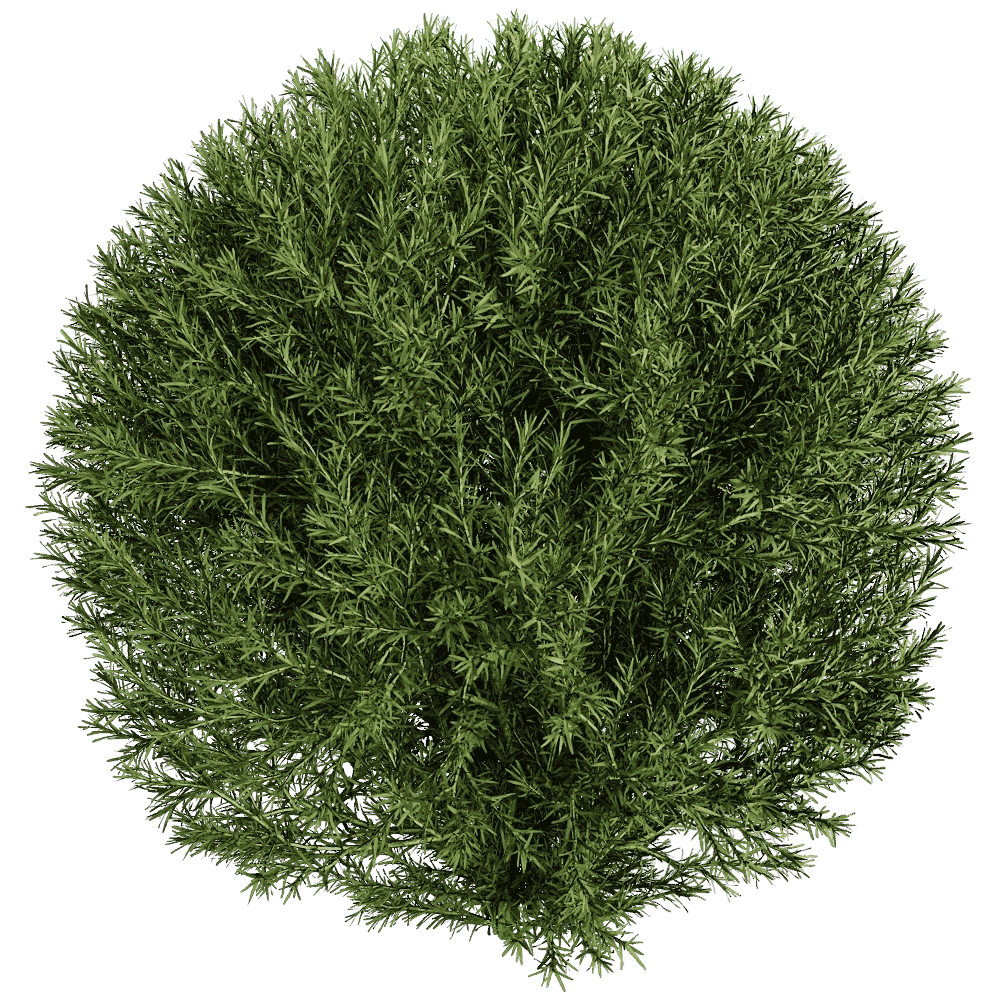 decoration – Platycladus Orientails 03 02 3D Model
