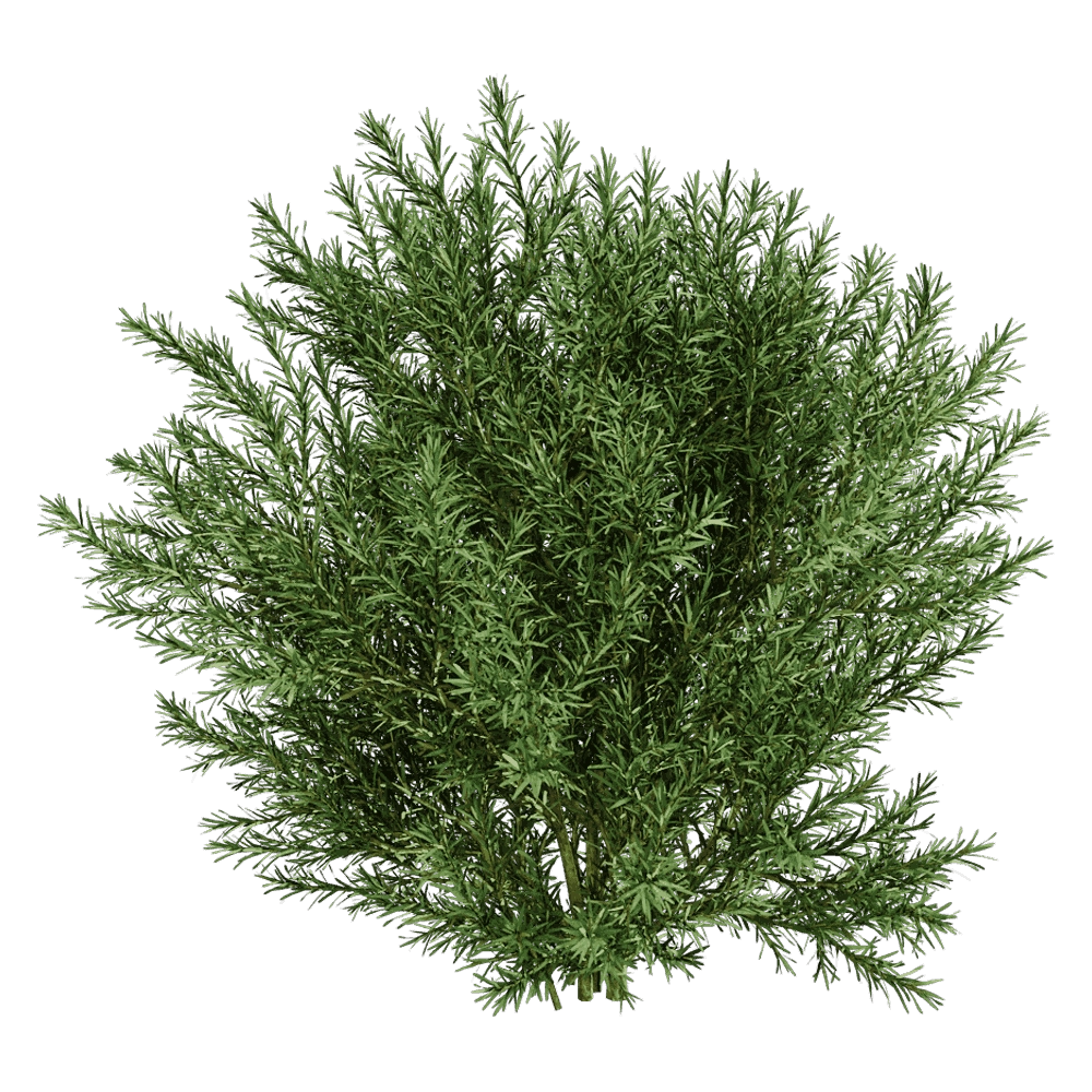 decoration – Platycladus Orientails 03 03 3D Model
