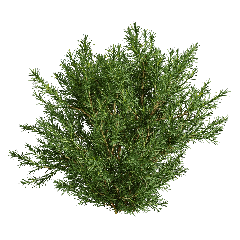 decoration – Platycladus Orientails 03 04 3D Model
