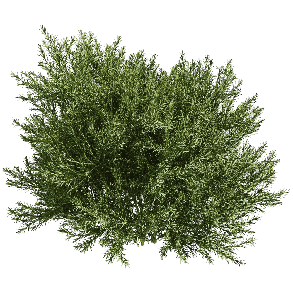 decoration – Platycladus Orientails 03 05 3D Model