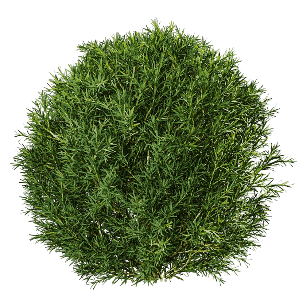 decoration – Platycladus Orientails 03 06 3D Model