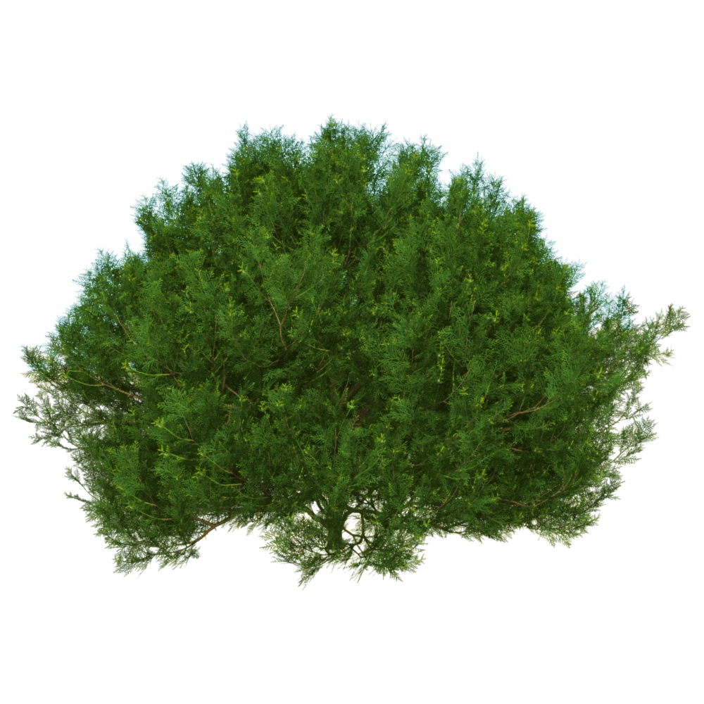decoration – Platycladus Orientalis 01 01 3D Model