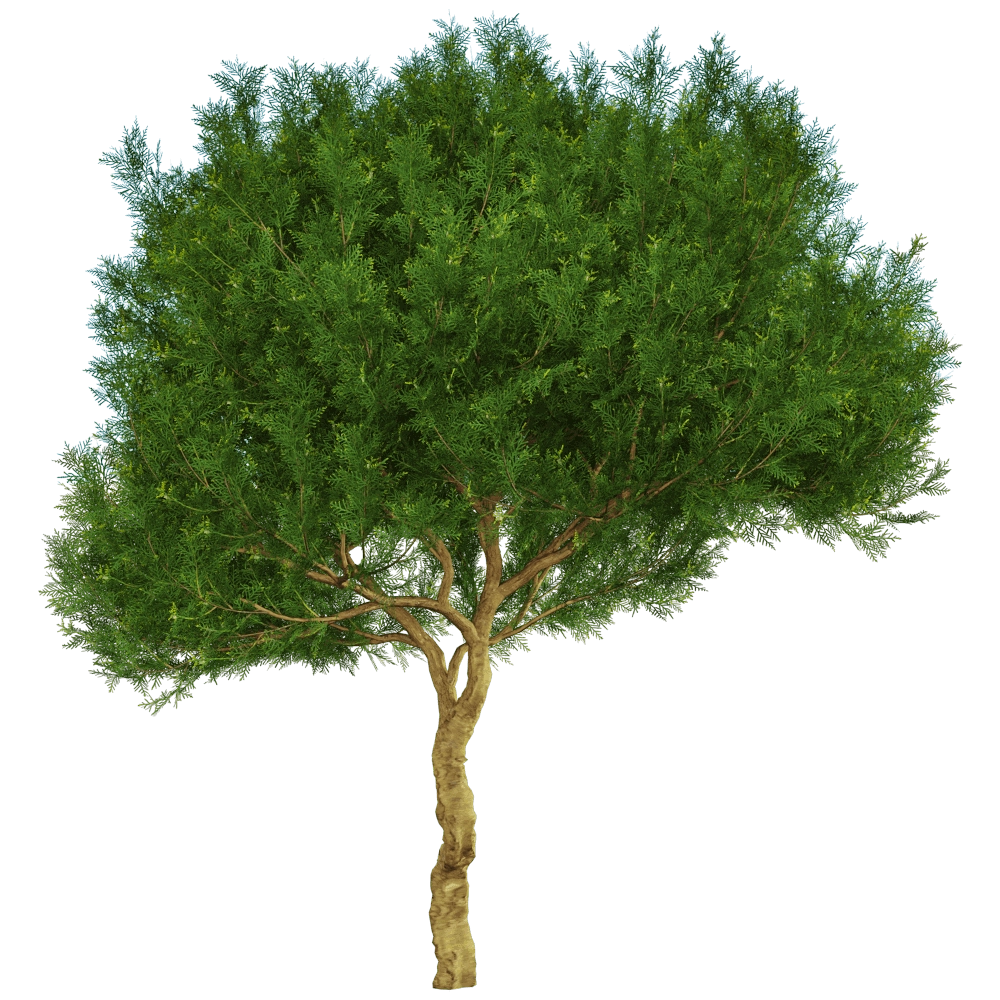 decoration – Platycladus orientalis 01 02 3D Model