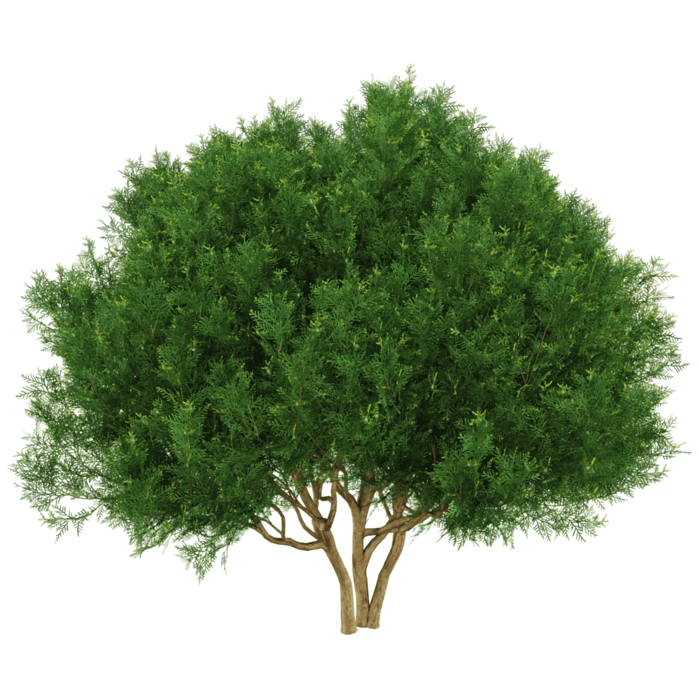 decoration – Platycladus orientalis 01 03 3D Model