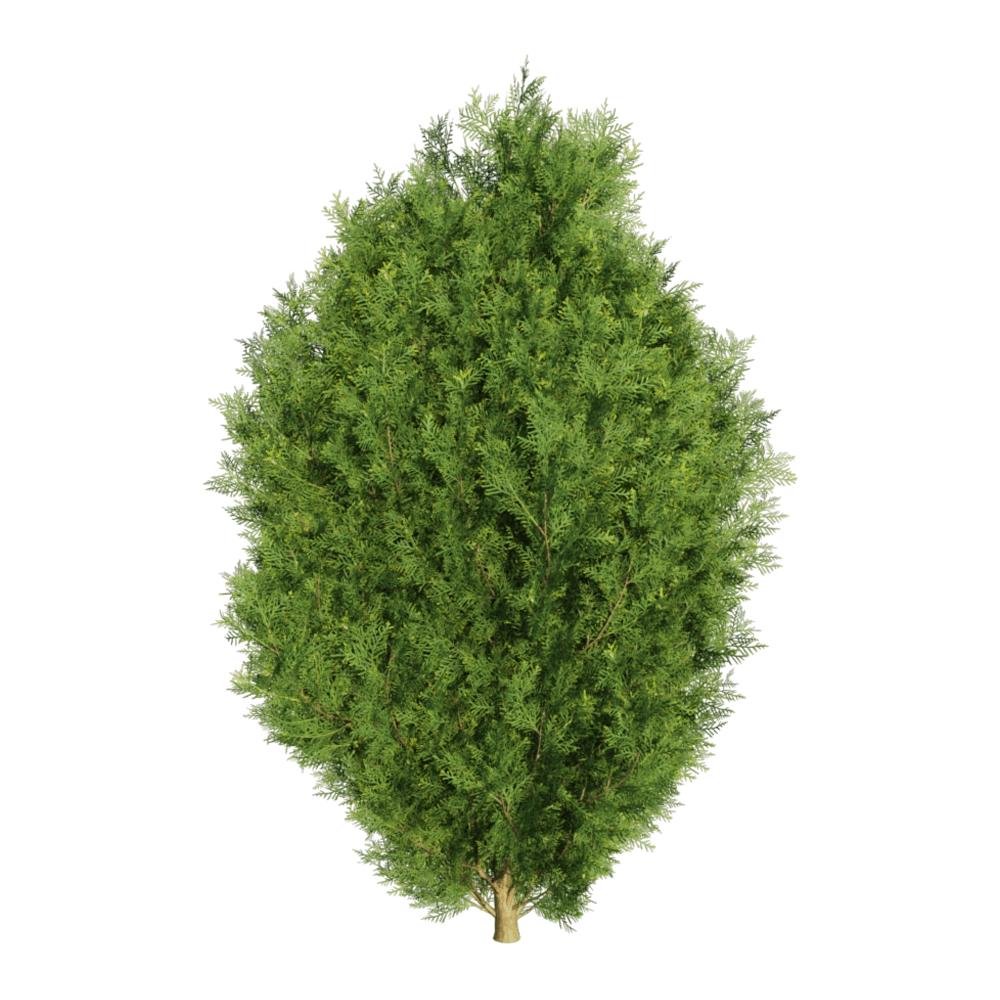 decoration – Platycladus orientalis 01 04 3D Model