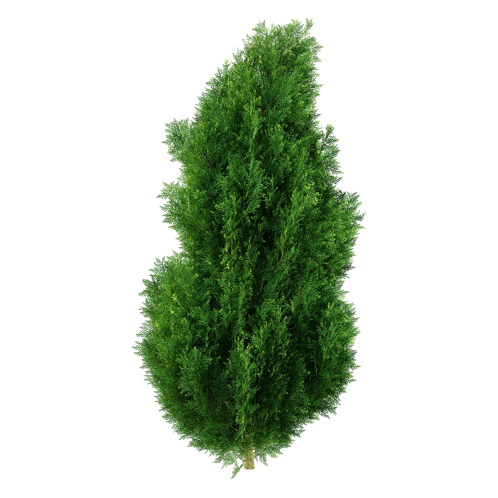 decoration – Platycladus orientalis 01 05 3D Model
