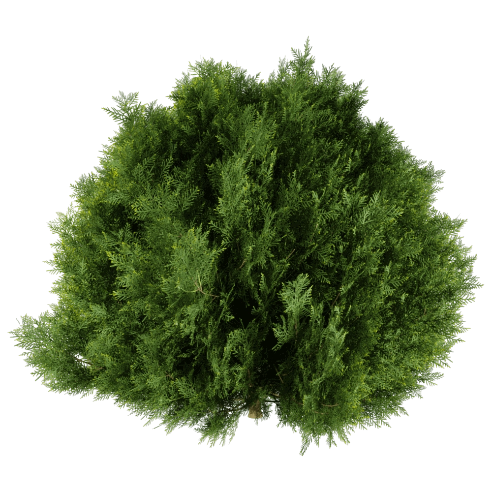 decoration – Platycladus orientalis 01 06 3D Model