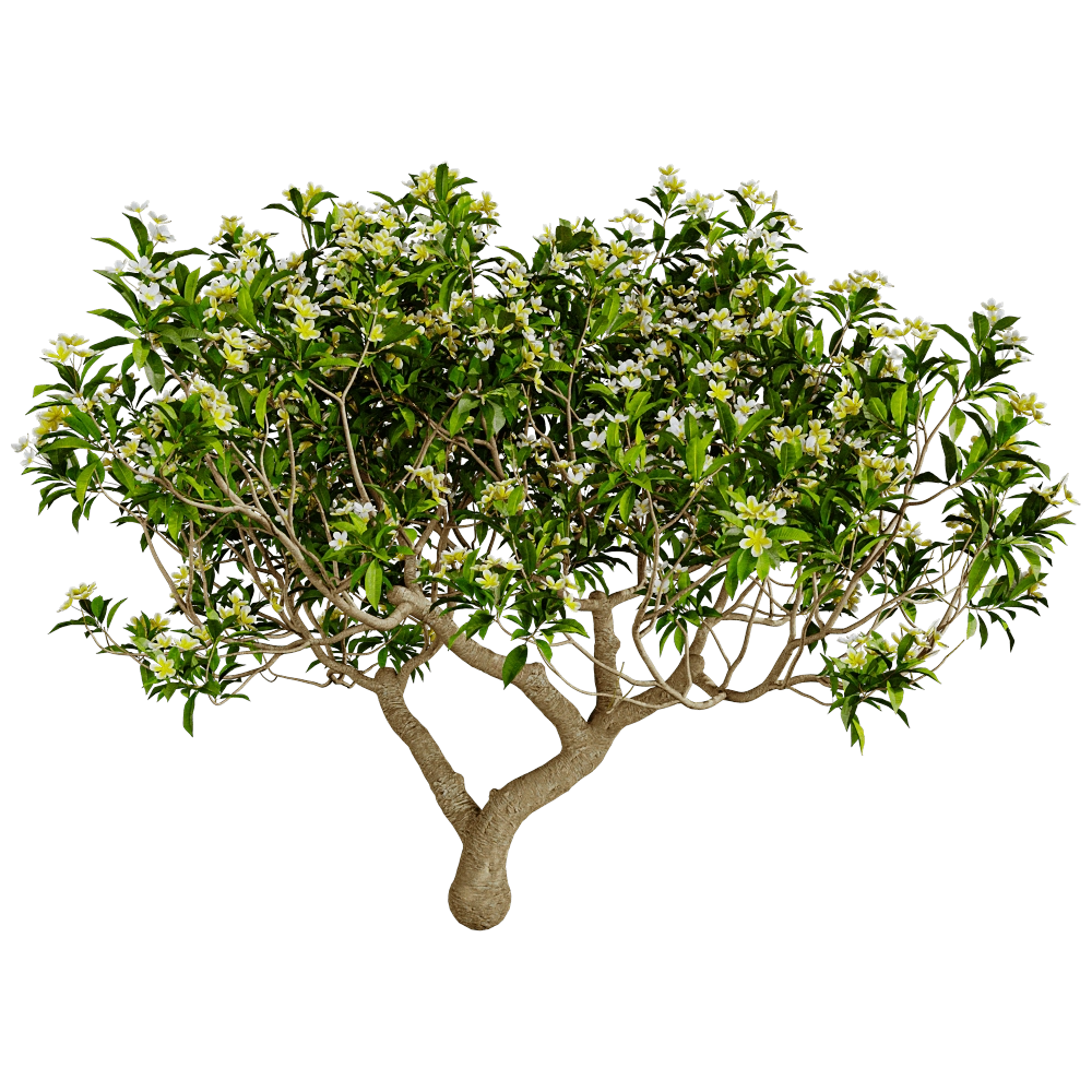 decoration – Plumeria 01 01 3D Model
