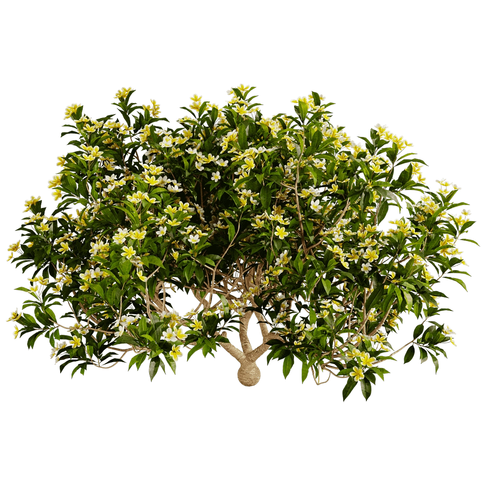 decoration – Plumeria 01 02 3D Model