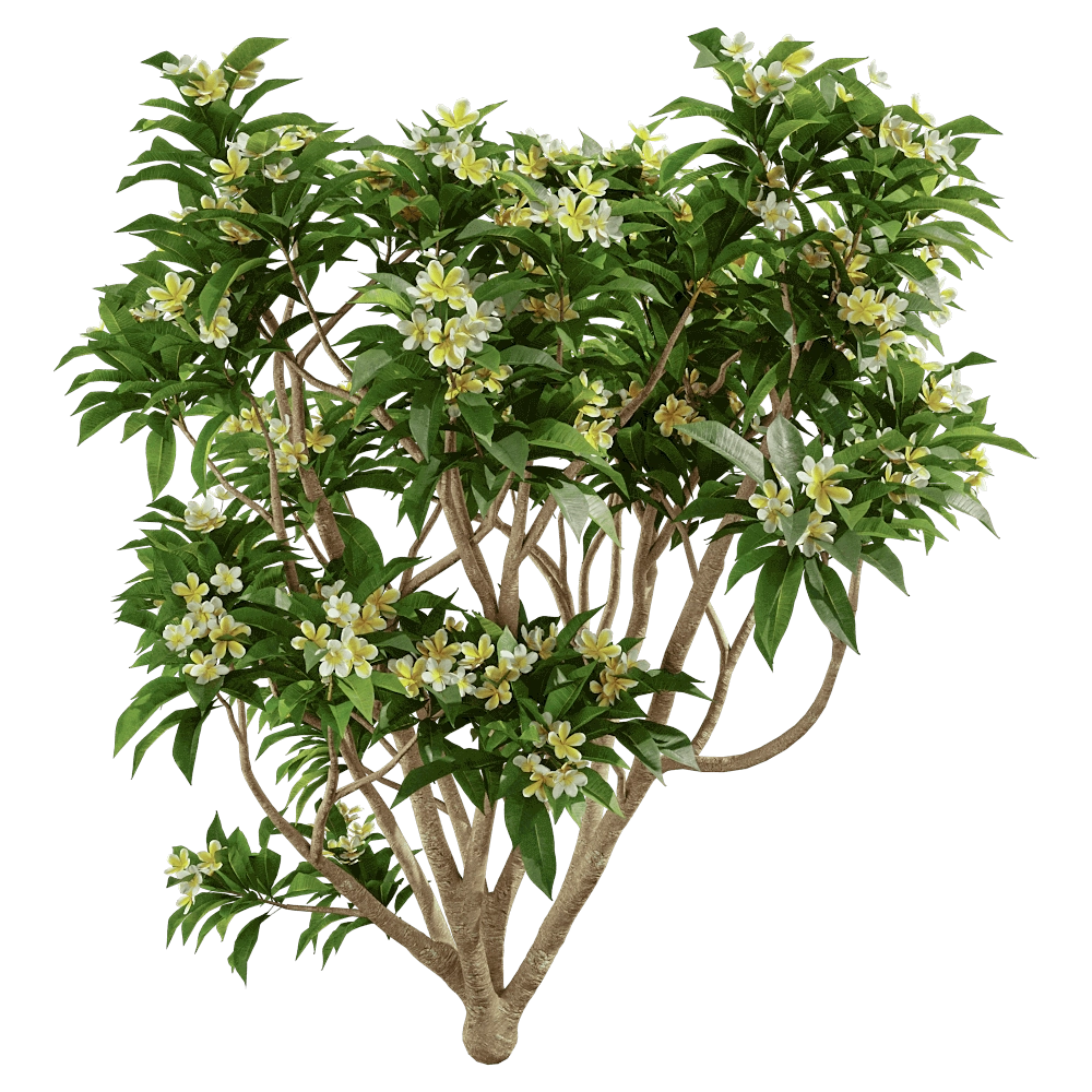 decoration – Plumeria 01 03 3D Model