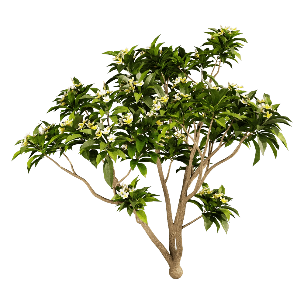 decoration – Plumeria 01 04 3D Model