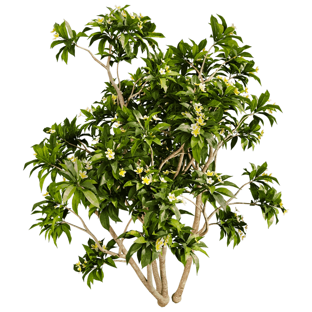 decoration – Plumeria 01 05 3D Model