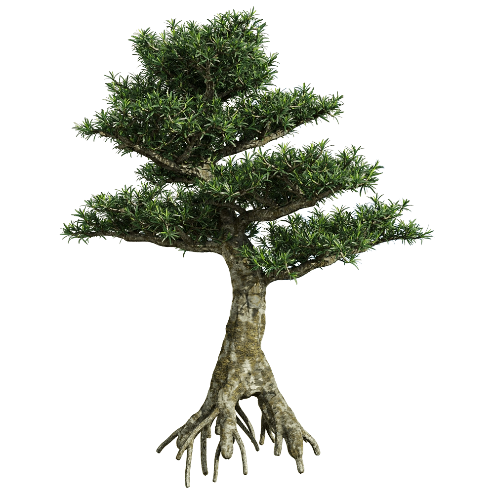 decoration – Podocarpus macrophyllus 1 3D Model decoration – Podocarpus macrophyllus 1 3D Model