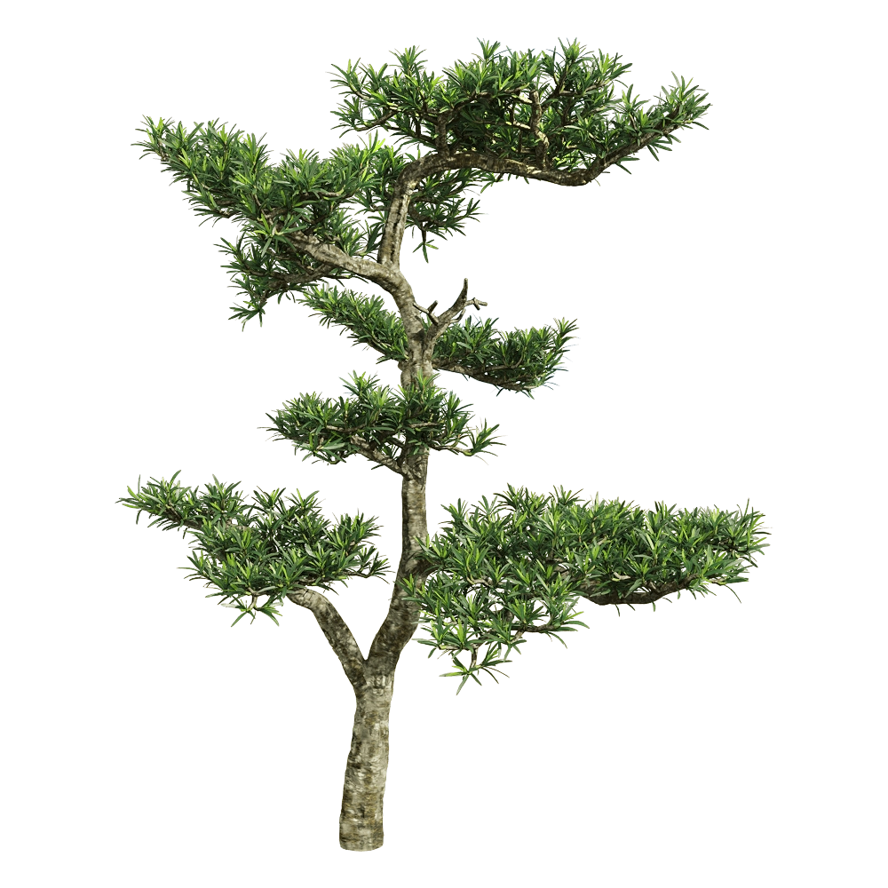 decoration – Podocarpus macrophyllus 2 3D Model decoration – Podocarpus macrophyllus 2 3D Model
