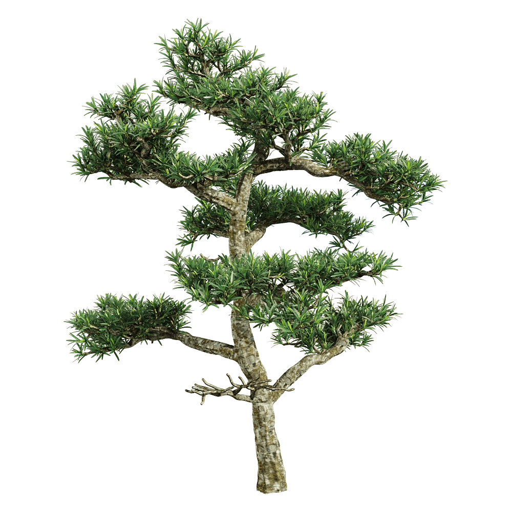 decoration – Podocarpus macrophyllus 3 3D Model decoration – Podocarpus macrophyllus 3 3D Model