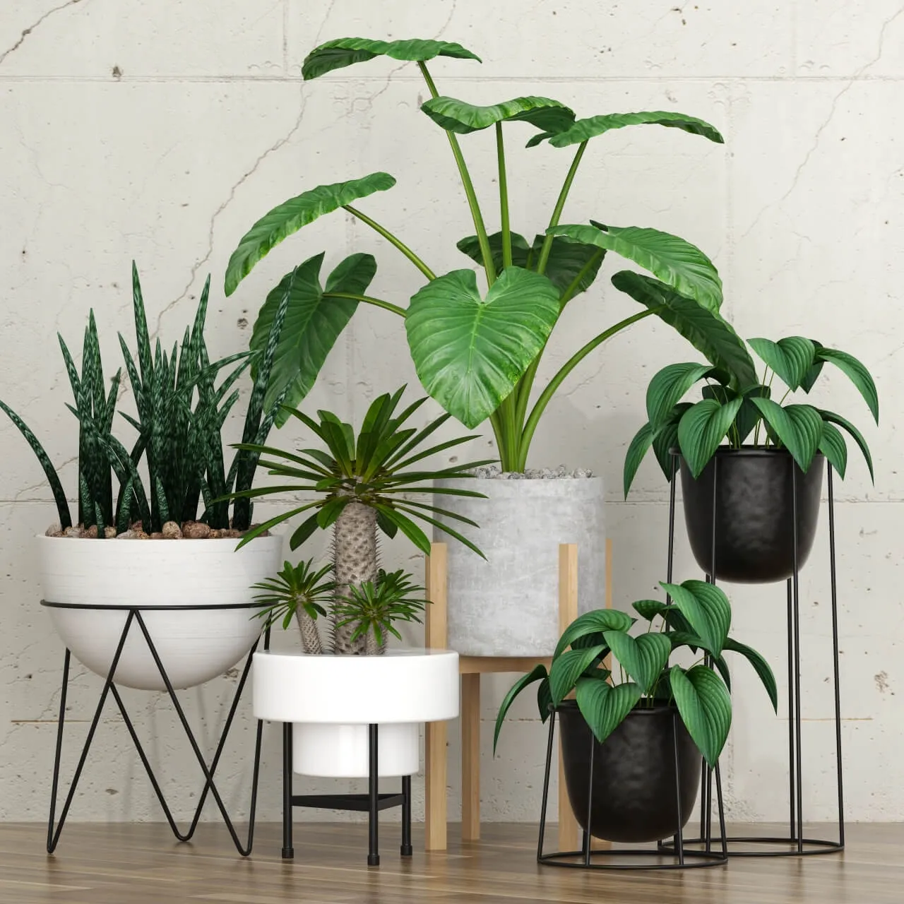decoration – Potted plants 092 3D Model