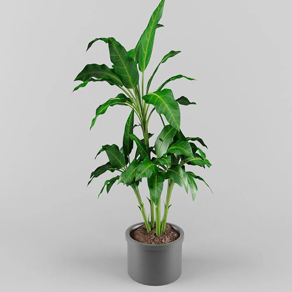 decoration – Potted plants 3D Model