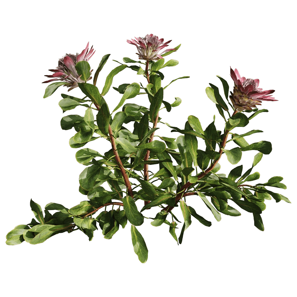 decoration – Protea Cynaroides 01 01 3D Model
