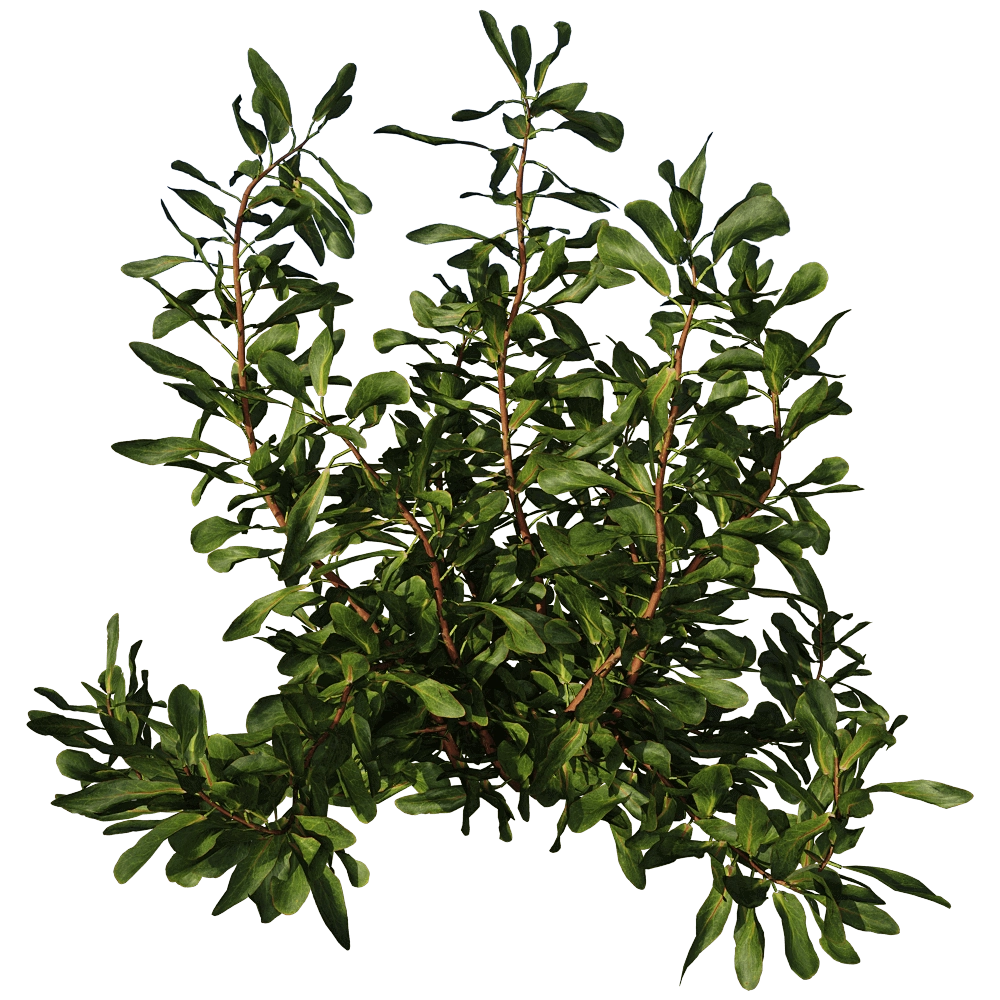 decoration – Protea Cynaroides 01 02 3D Model