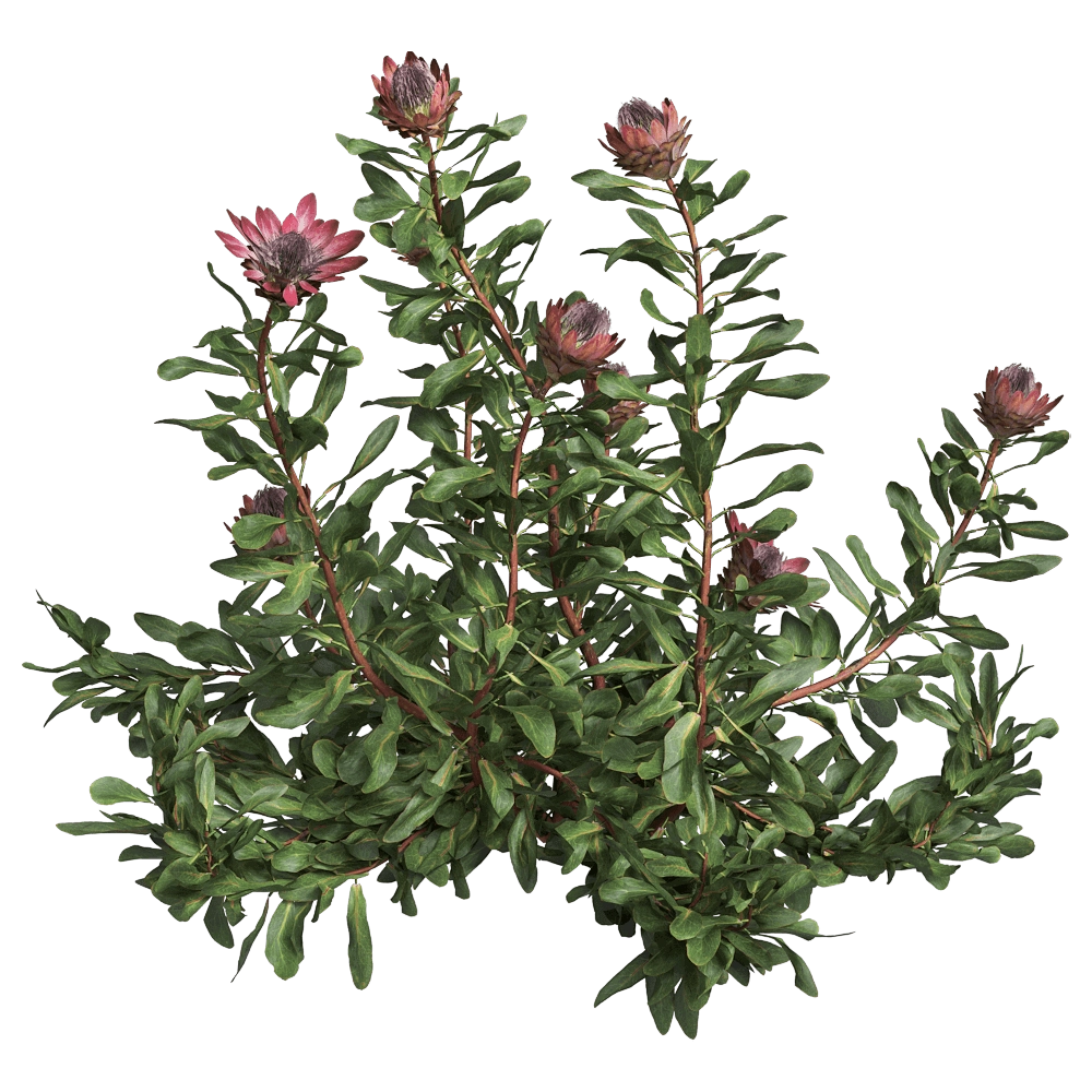 decoration – Protea Cynaroides 01 03 3D Model