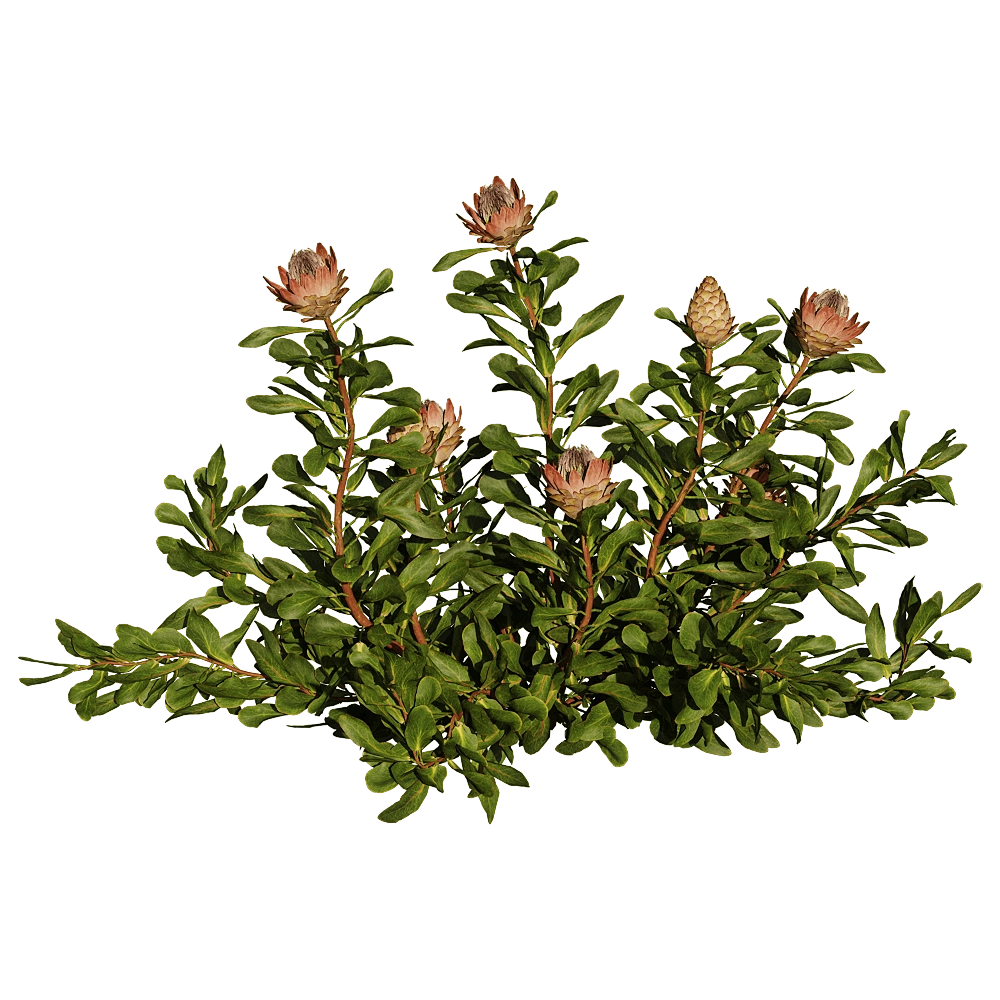 decoration – Protea Cynaroides 01 05 3D Model