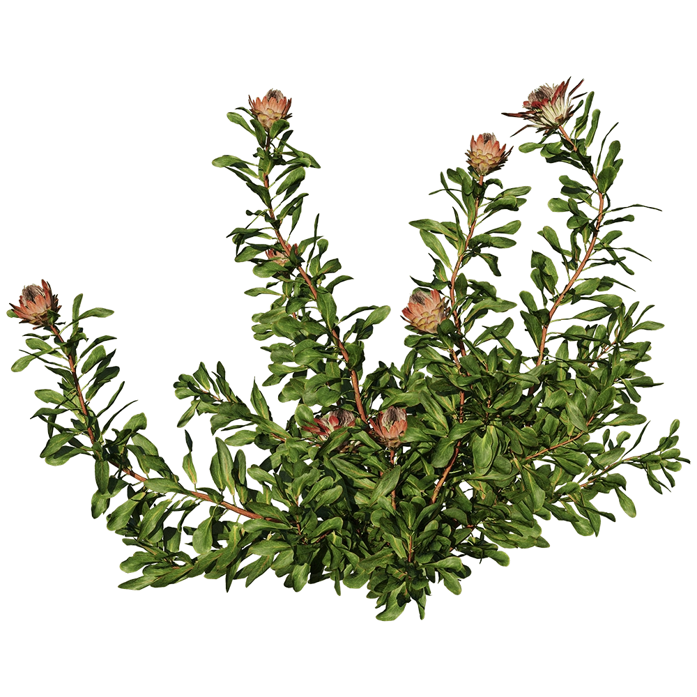 decoration – Protea Cynaroides 01 06 3D Model