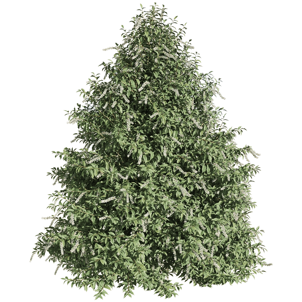 decoration – Prunus lusitanica 1 3D Model decoration – Prunus lusitanica 1 3D Model