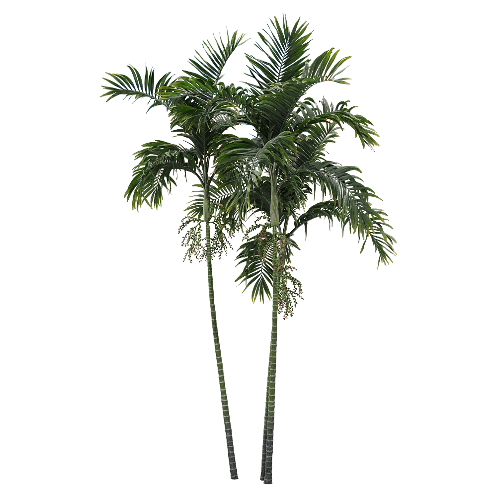 decoration – Ptychosperma macarthurii 1 3D Model