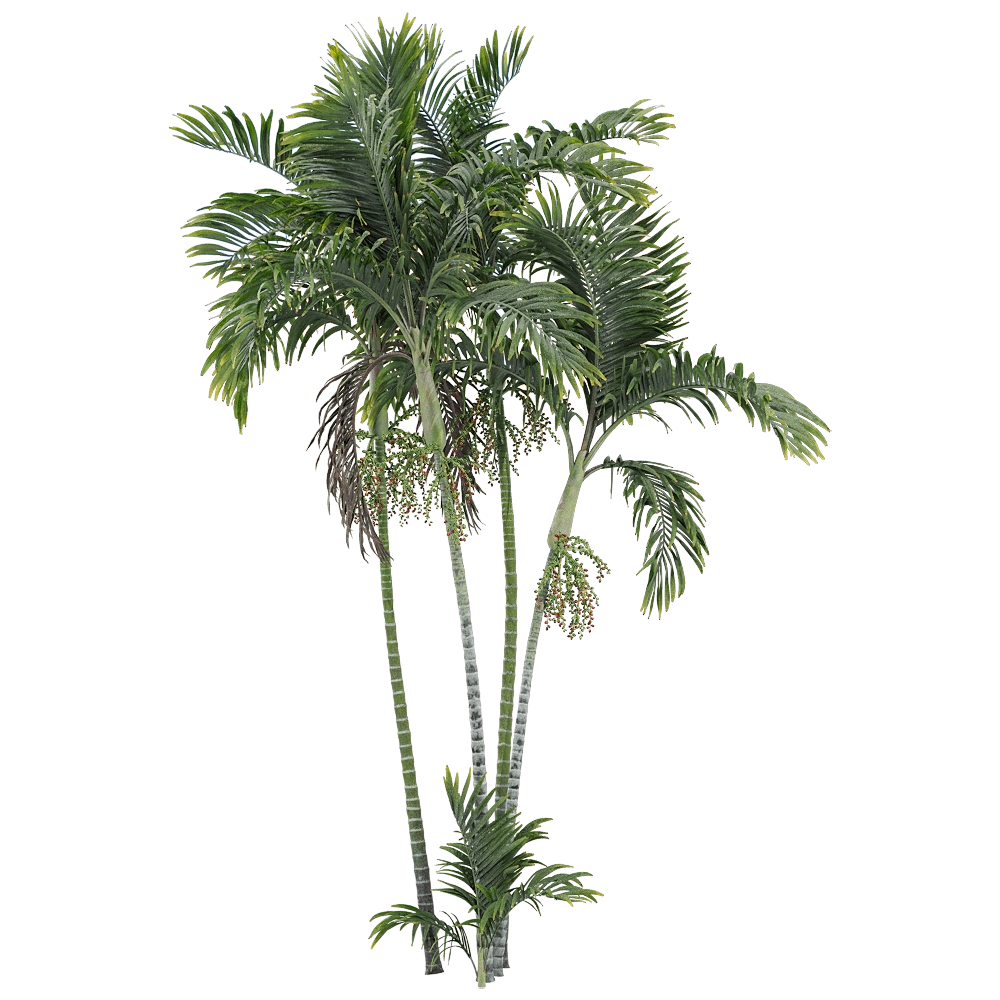 decoration – Ptychosperma macarthurii 2 3D Model