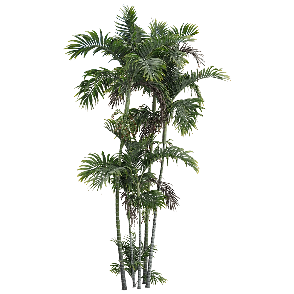 decoration – Ptychosperma macarthurii 3 3D Model