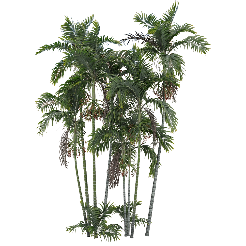 decoration – Ptychosperma macarthurii 5 3D Model