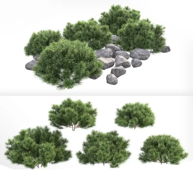 decoration – Pumil mountain pine 3D Model
