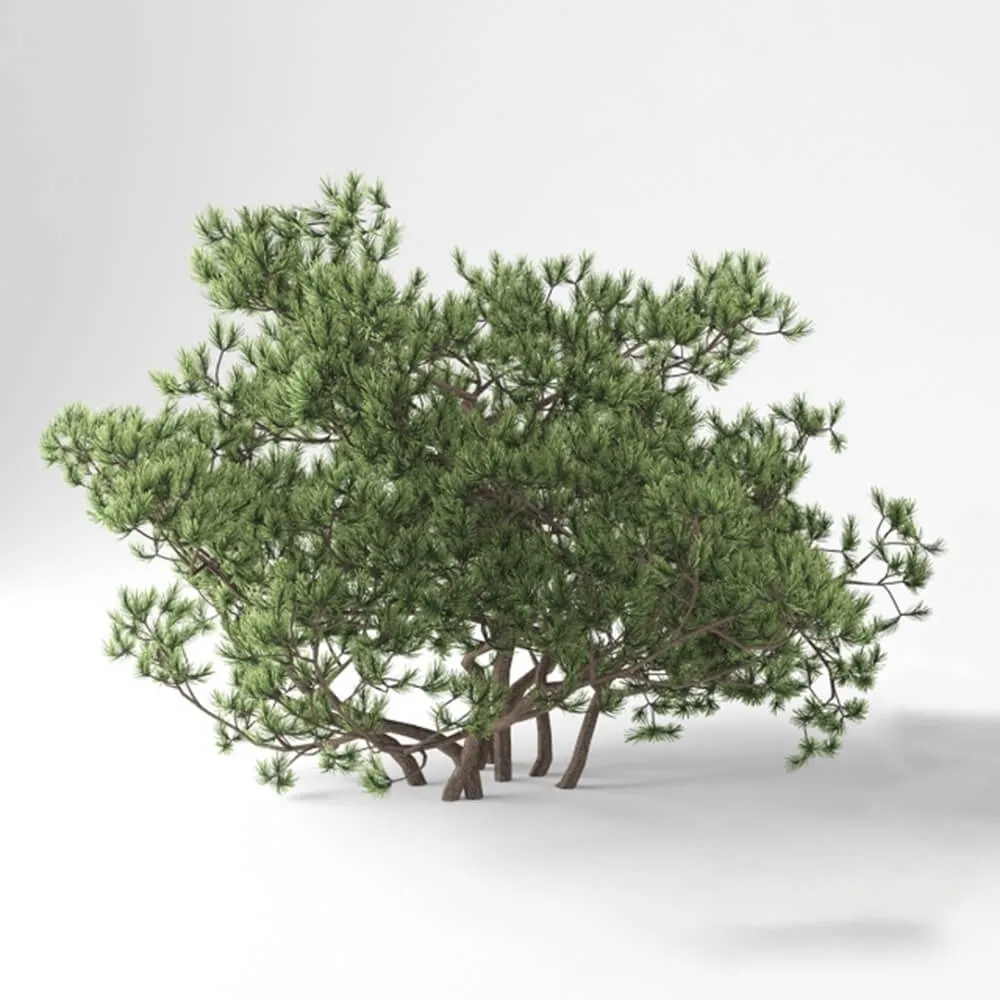 decoration – Pumilio Mountain Pine 3D Model