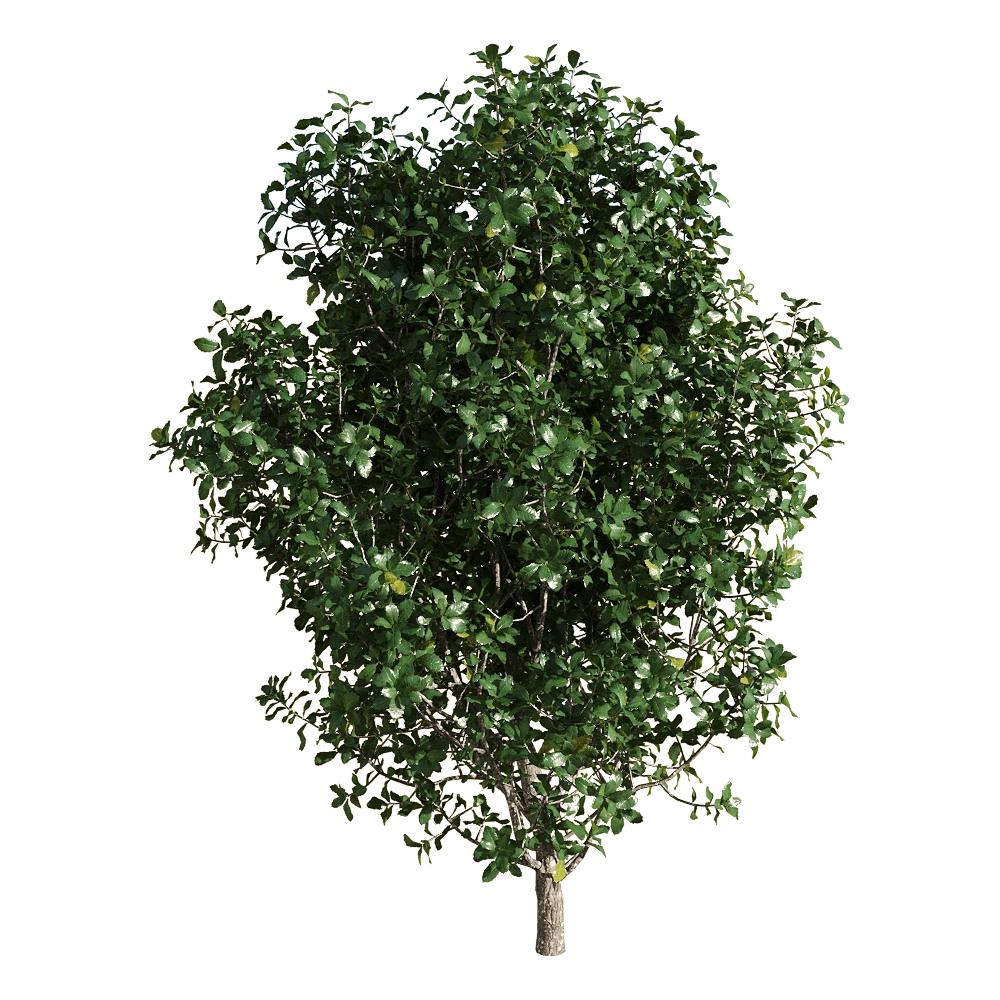 decoration – Quercus coccifera 1 3D Model