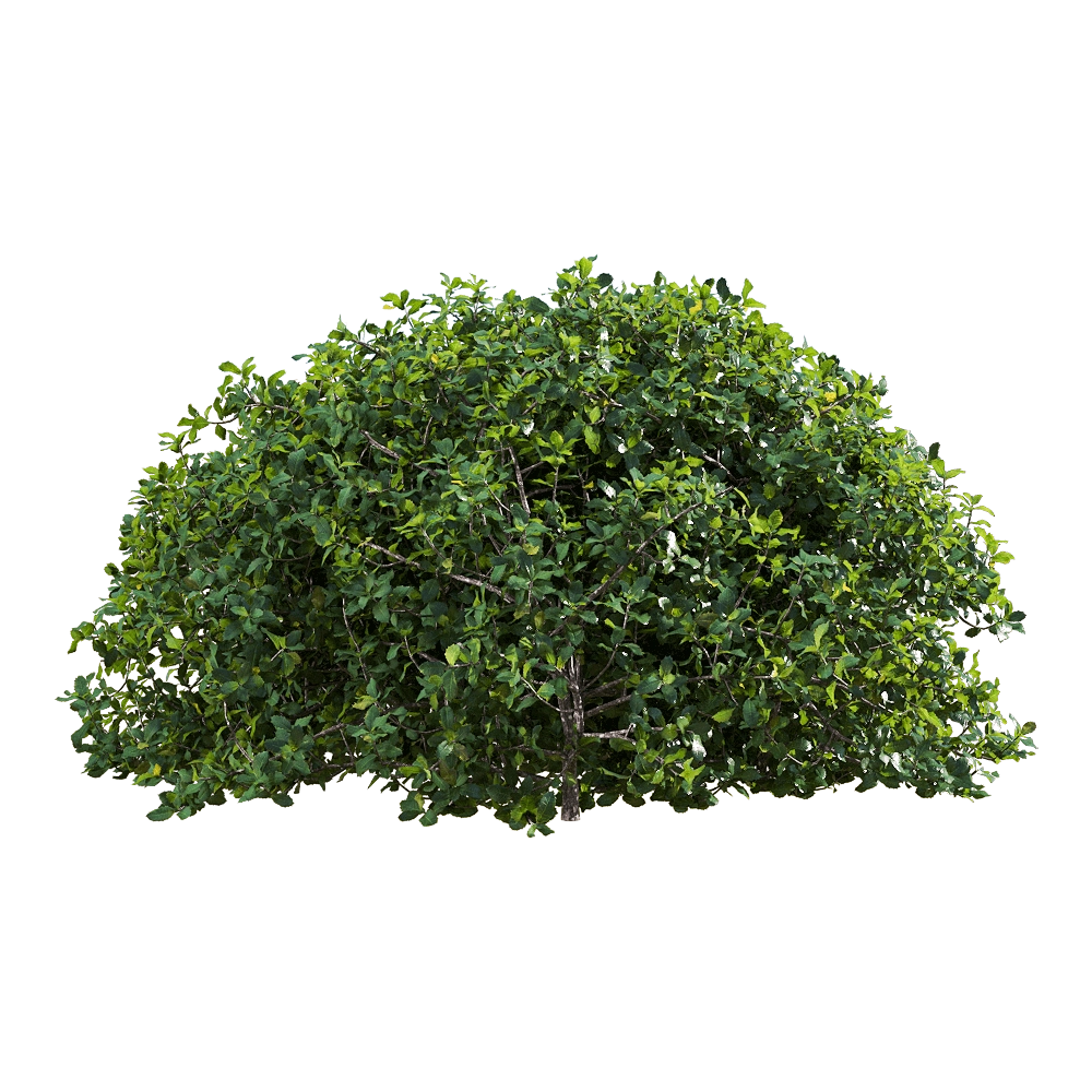 decoration – Quercus coccifera 2 3D Model
