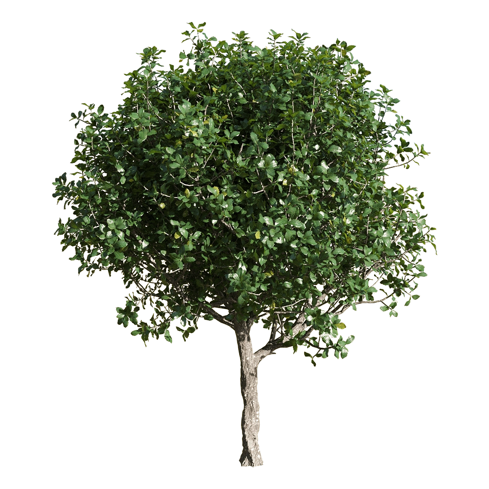 decoration – Quercus coccifera 3 3D Model