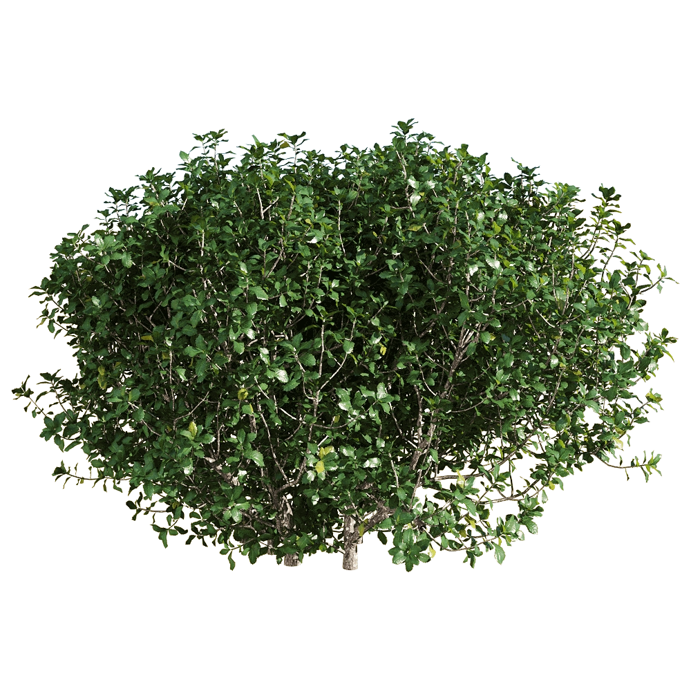 decoration – Quercus coccifera 4 3D Model