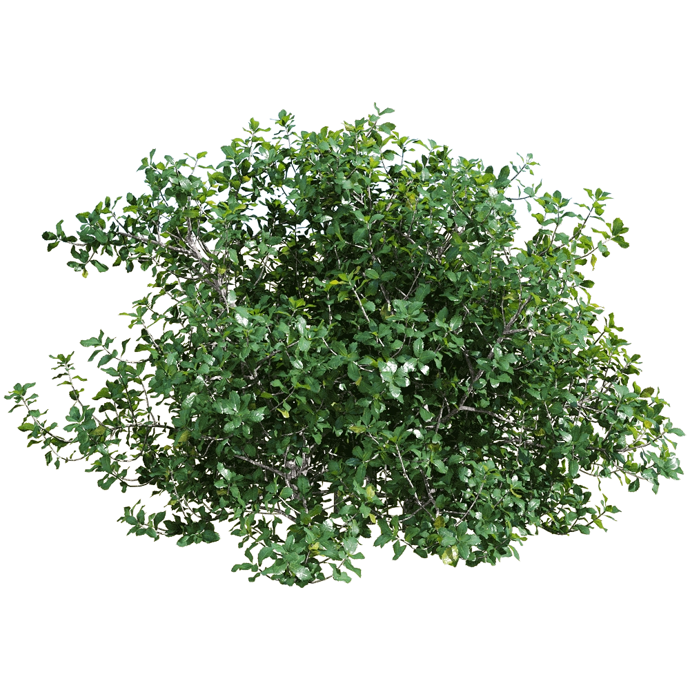 decoration – Quercus coccifera 5 3D Model