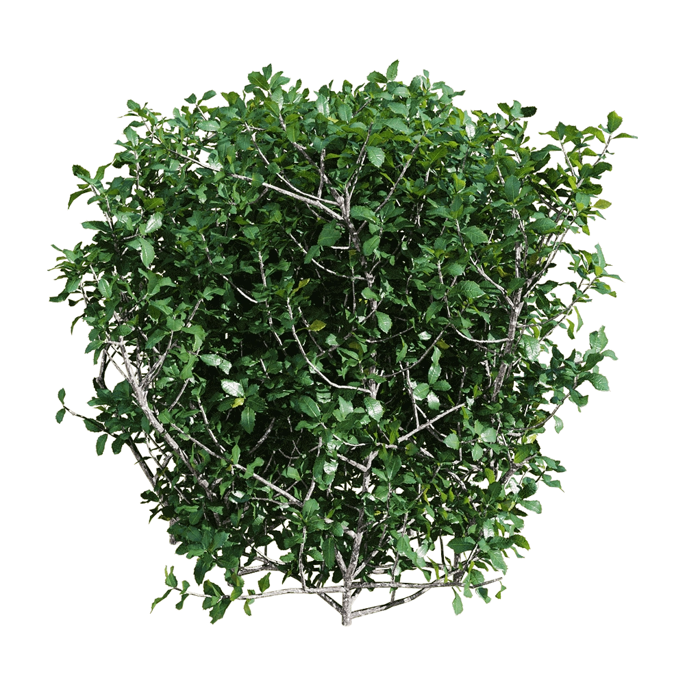 decoration – Quercus coccifera 6 3D Model