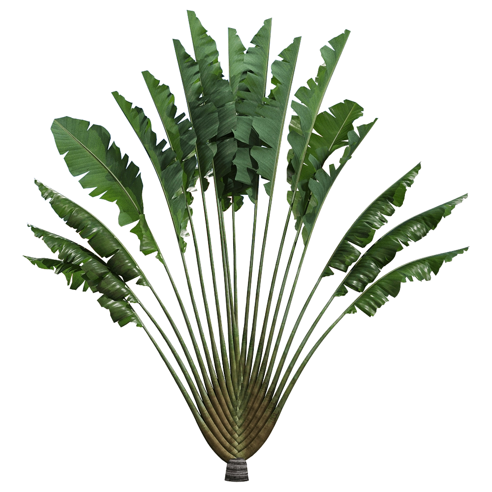 decoration – Ravenala madagascariensis 1 3D Model decoration – Ravenala madagascariensis 1 3D Model